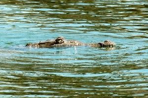 Medio Ambiente refuerza medidas de control y seguimiento de especies exóticas invasivas en áreas protegidas