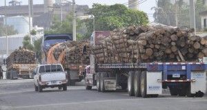 Demandan que Medio Ambiente revise la resolución sobre corte de árboles