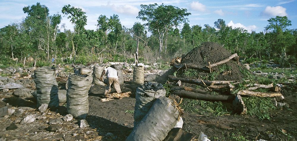 Resultado de imagen para destrucciones del bosque en rep.dom